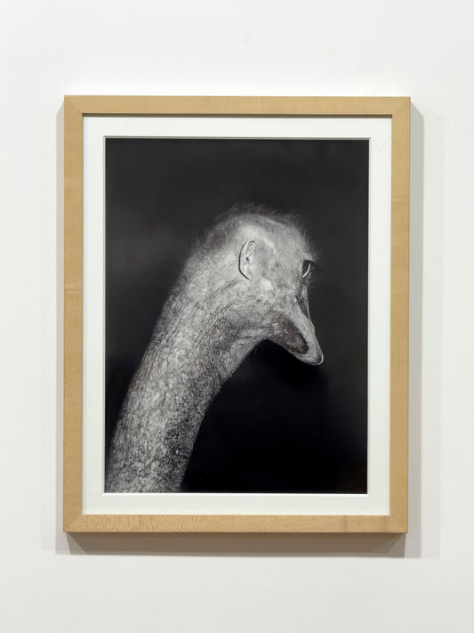 Untitled (ear) by Asger Carlsen