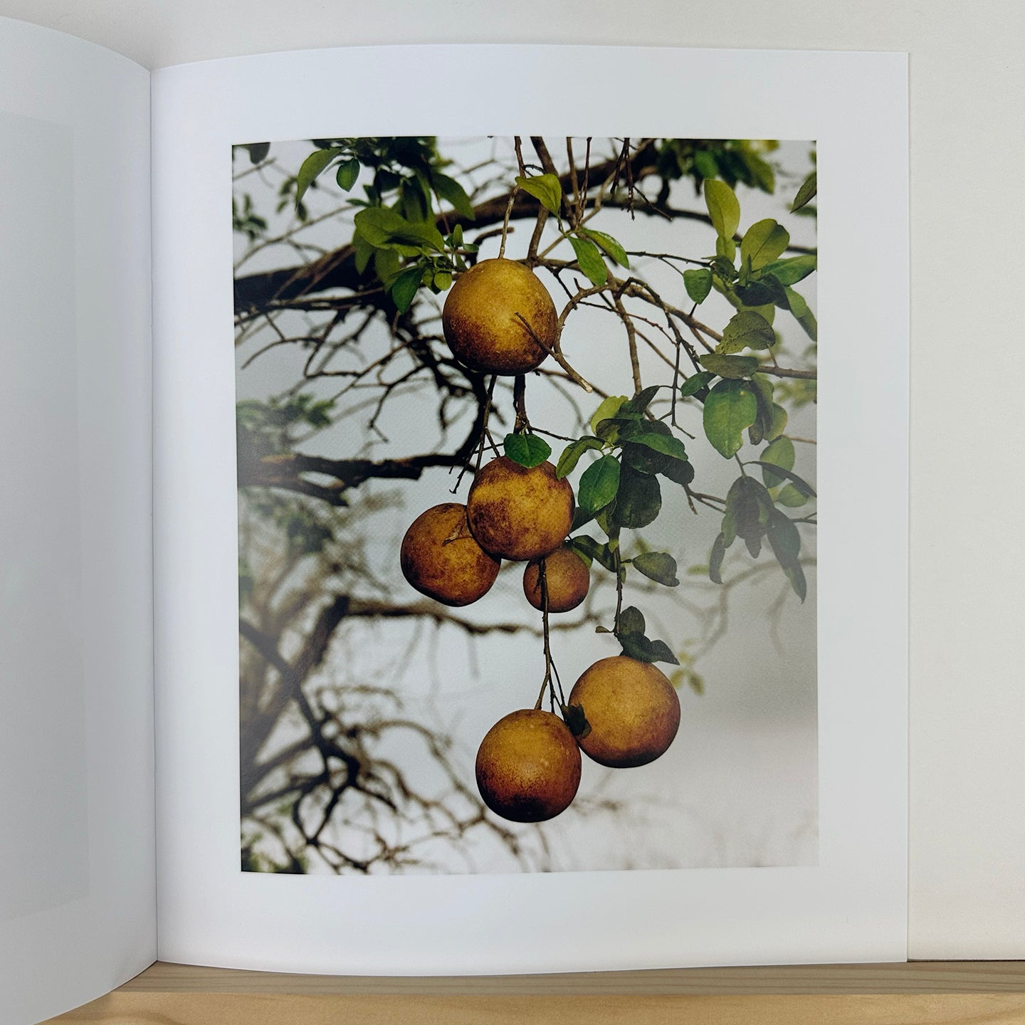 In The Beginning by Roe Ethridge