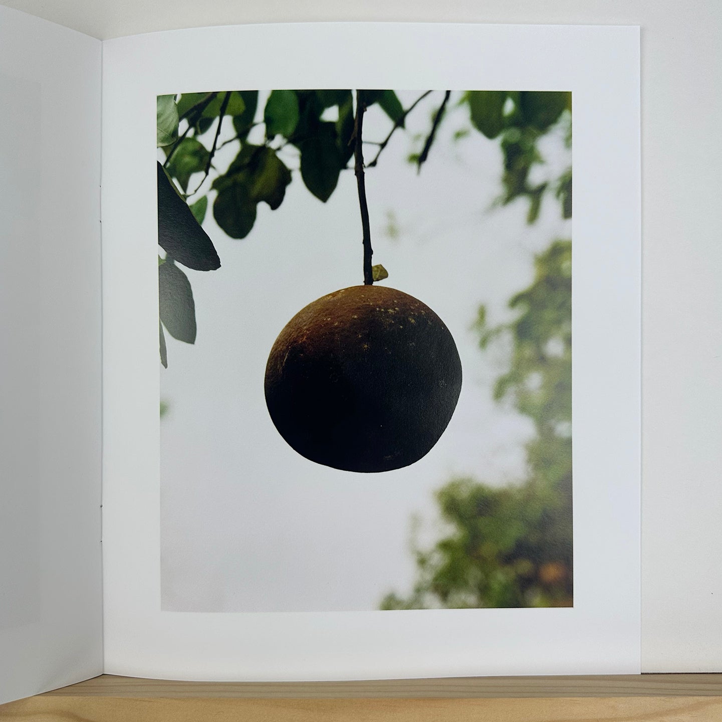 In The Beginning by Roe Ethridge